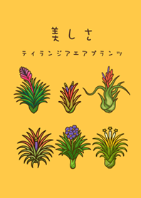 我養的空氣鳳梨開花期(日出黃色)