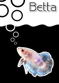 ปลากัด ไทย 2