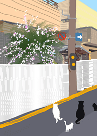 Cat in the town