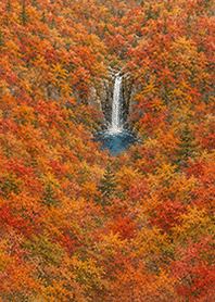 紅葉 もみじ