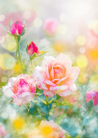 Beautiful rose flower(R1469)