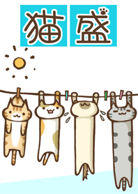 Cat special portion No.11 Laundry