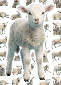 baby sheep - White