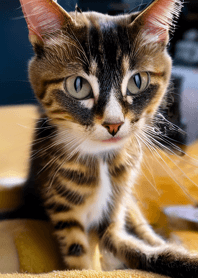 nyanko great runaway#laaian213