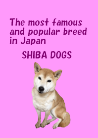 柴犬日和