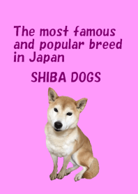 Everyday Shiba dogs
