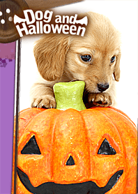 Dog and Halloween!