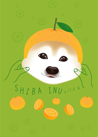 柴犬橘子版