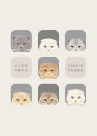 CATS - Scottish fold - ASH GRAY