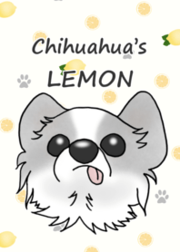Chihuahua's LEMON