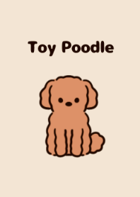 Toy poodle puppy.