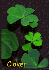 Lucky grass story