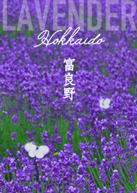 Lavender gardens in Furano Hokkaido