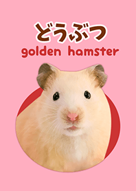 ##どうぶつ golden hamster.