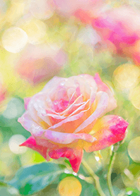 Beautiful rose flower(R1596)