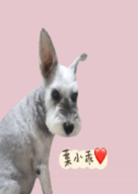 萌犬雪納瑞葉小乖