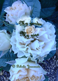 My garden, My rose_Antique lace