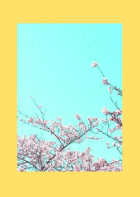 CHERRY BLOSSOMS & BLUE SKY/YELLOW