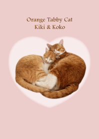Orange tabby cat.Kiki & Koko.