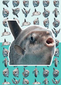 Sunfish live action Muted Blue