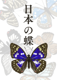 日本の蝶