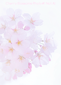 Cherry Blossoms Photo #1-10 NotAI