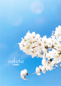 Sakura-Haru- 11
