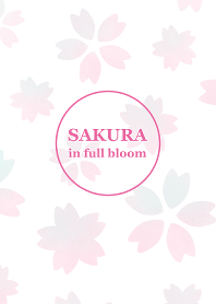 SAKURA in full bloom