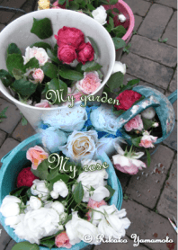 My garden, My rose_Various_2