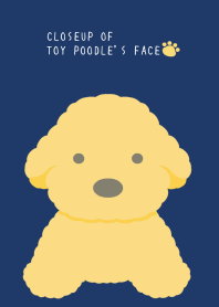 CLOSEUP OF TOY POODLE'S FACE-NAVY BLUE