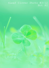 4leaf Clover Photo #3-12 Not AI