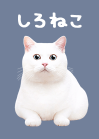 White Cat - Blue Gray
