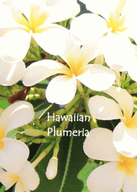 Hawaiian white plumeria flower theme