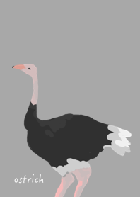 Common Ostrich