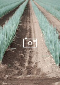 Leek field