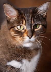 Cats run wild #CNWF212.