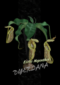 Nepenthes Dyeriana
