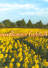 sunflower fields4 ver.3