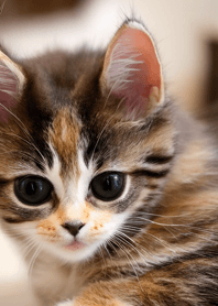 Nyanko Runaway#bjwf511