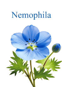 ネモフィラ vol.4