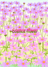 * Cosmos flower *