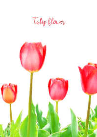 tulip flower theme