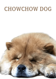 The chowchow dog!