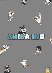 shibainu3 / dark grey .jp