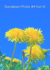 Dandelion Photo #4-20Not AI