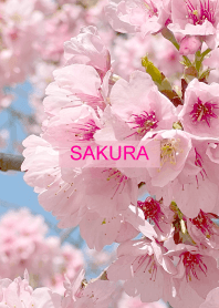 Spring is almost here. SAKURA.107