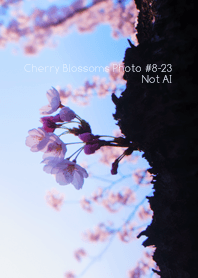 CherryBlossoms Photo#8-23Not AI