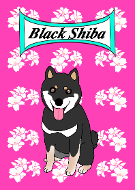 Black Miniature Shiba Inu HIME