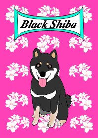 黒豆柴の姫ちゃん