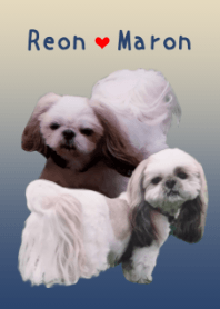 Shih Tzu Reon & Maron